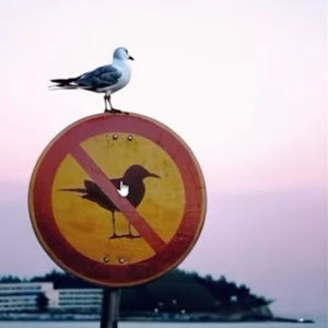 Meet your Posher, Beals